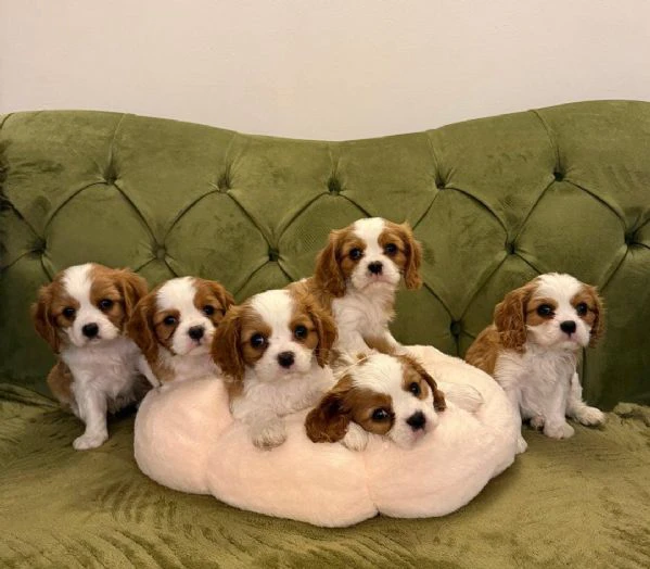 regaliamo i nostri cuccioli di cavalier king maschi e femmine