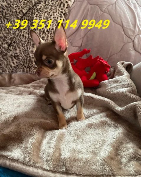 regaliamo i nostri cuccioli di chihuahua maschi e femmine | Foto 2