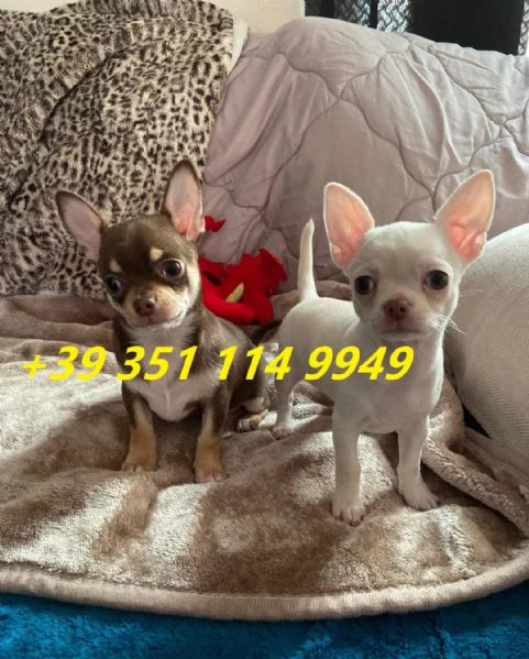 regaliamo i nostri cuccioli di chihuahua maschi e femmine