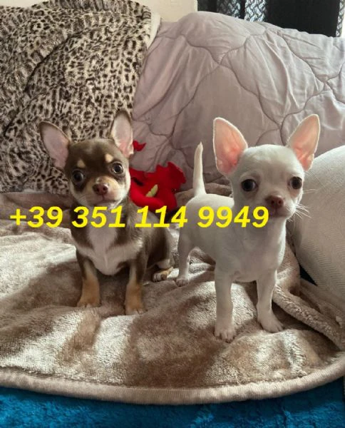 regaliamo i nostri cuccioli di chihuahua maschi e femmine | Foto 1