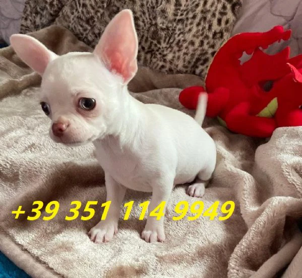 regaliamo i nostri cuccioli di chihuahua maschi e femmine | Foto 0