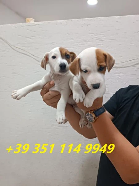 regaliamo i nostri cuccioli di jack russel maschio e femmina | Foto 2