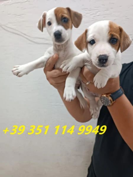regaliamo i nostri cuccioli di jack russel maschio e femmina | Foto 1