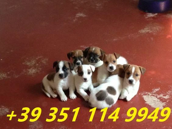 regaliamo i nostri cuccioli di jack russel maschio e femmina