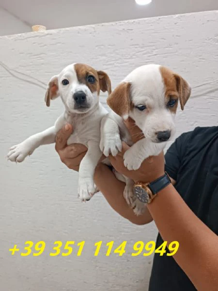 regaliamo i nostri cuccioli di jack russel maschio e femmina | Foto 0