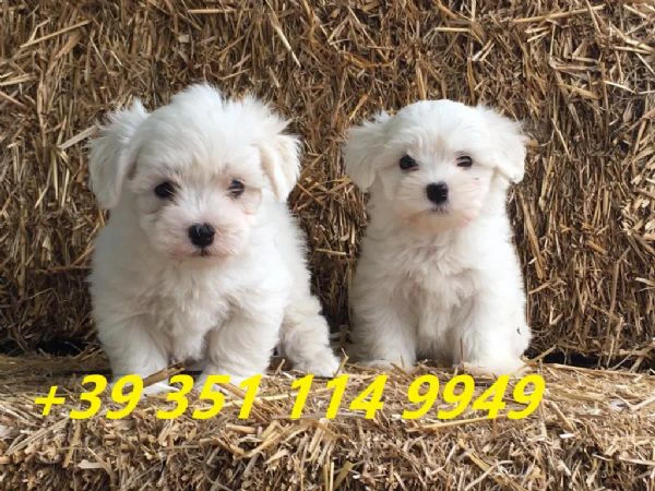 regaliamo i nostri cuccioli di maltese maschio e femmina | Foto 2