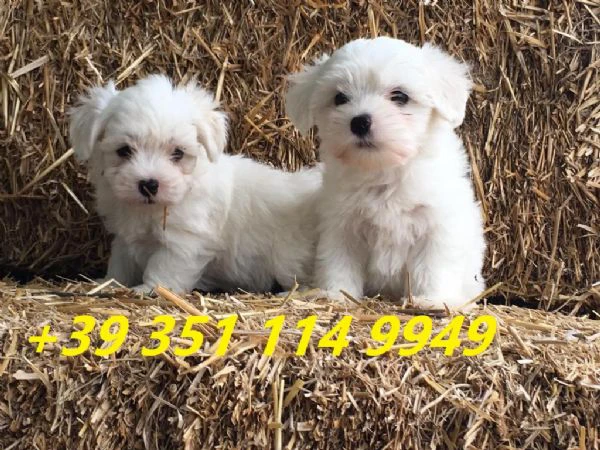 regaliamo i nostri cuccioli di maltese maschio e femmina | Foto 1