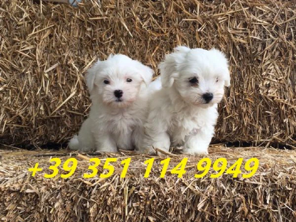 regaliamo i nostri cuccioli di maltese maschio e femmina