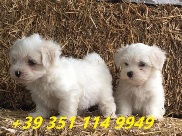 regaliamo i nostri cuccioli di maltese maschio e femmina | Foto 0