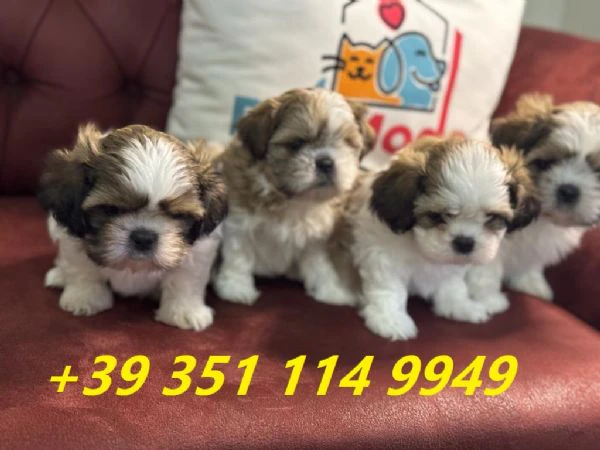regala i nostri cuccioli di shitzu maschi e femmine