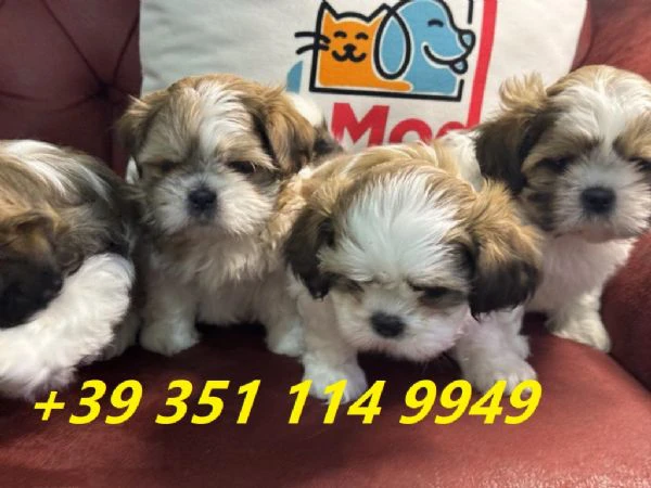 regala i nostri cuccioli di shitzu maschi e femmine | Foto 2