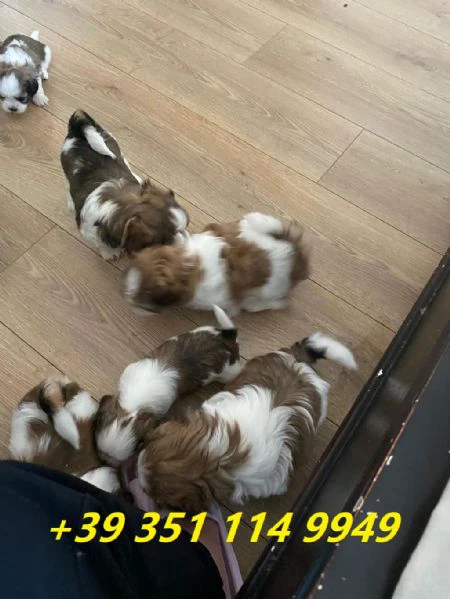 regala i nostri cuccioli di shitzu maschi e femmine | Foto 1