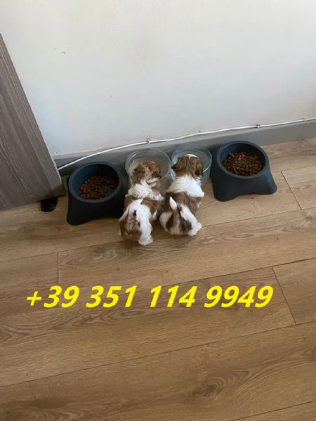 regala i nostri cuccioli di shitzu maschi e femmine | Foto 0