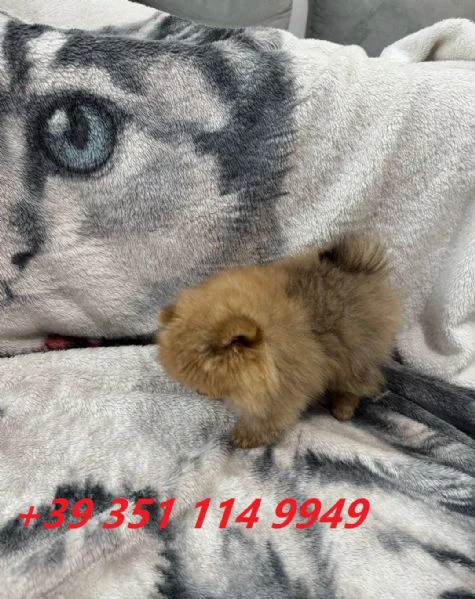 regala i nostri cuccioli di pomerania maschi e femmine | Foto 2
