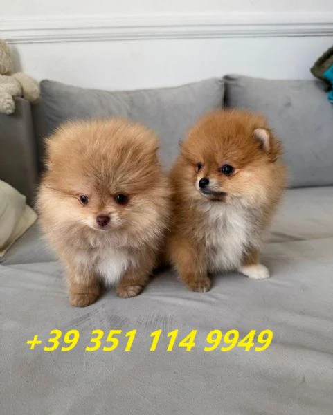 regala i nostri cuccioli di pomerania maschi e femmine | Foto 1