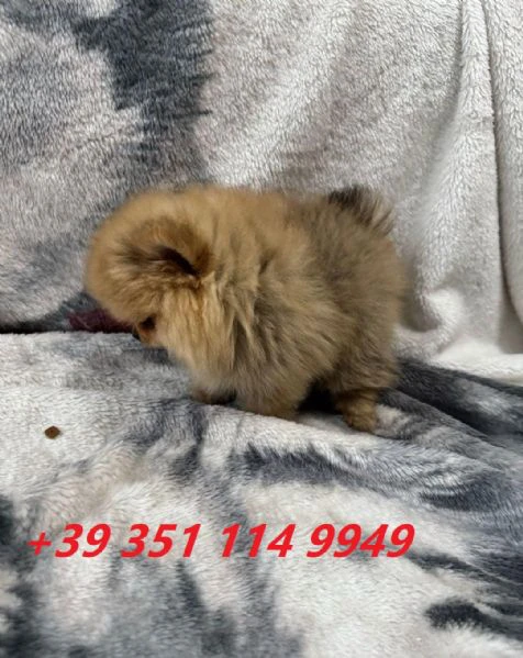 regala i nostri cuccioli di pomerania maschi e femmine | Foto 0
