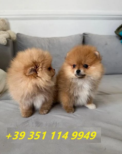 regala i nostri cuccioli di pomerania maschi e femmine