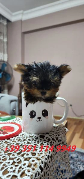 regaliamo i nostri cuccioli di yorkshire maschi e femmine | Foto 2