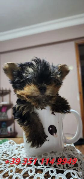 regaliamo i nostri cuccioli di yorkshire maschi e femmine