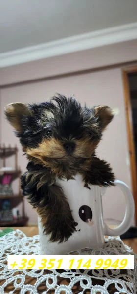 regaliamo i nostri cuccioli di yorkshire maschi e femmine | Foto 0