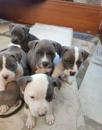 regaliamo i nostri cuccioli di pitbull maschio e femmina | Foto 2