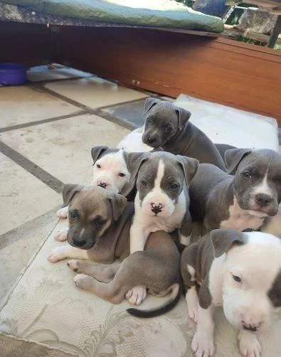 regaliamo i nostri cuccioli di pitbull maschio e femmina | Foto 1