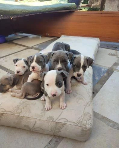 regaliamo i nostri cuccioli di pitbull maschio e femmina