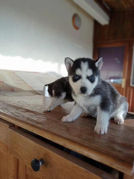 regaliamo i nostri cuccioli di husky maschi e femmine
