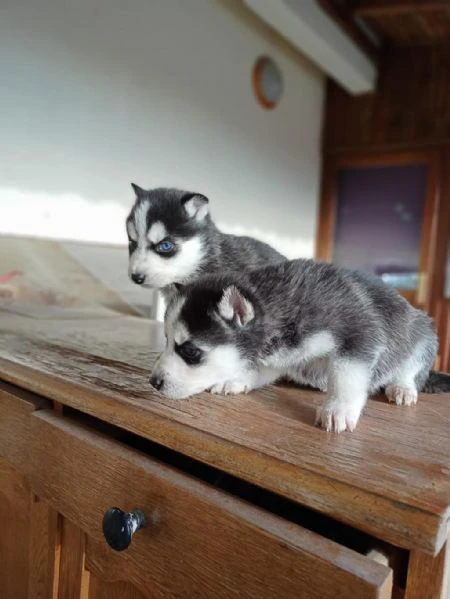 regaliamo i nostri cuccioli di husky maschi e femmine | Foto 1