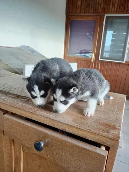 regaliamo i nostri cuccioli di husky maschi e femmine | Foto 0