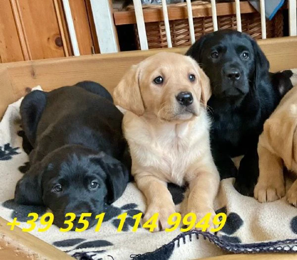 regalare i nostri cuccioli di labrador maschio e femmina | Foto 2