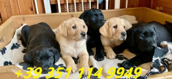 regalare i nostri cuccioli di labrador maschio e femmina | Foto 1