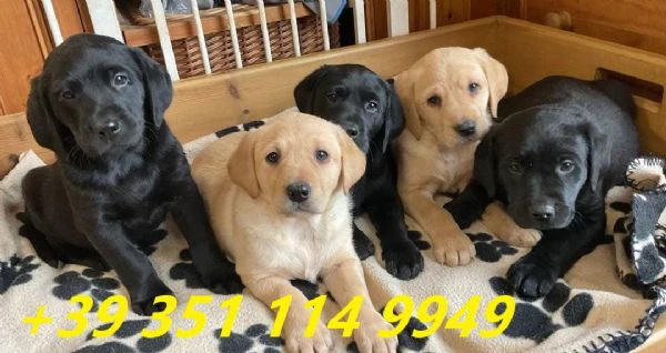 regalare i nostri cuccioli di labrador maschio e femmina | Foto 0