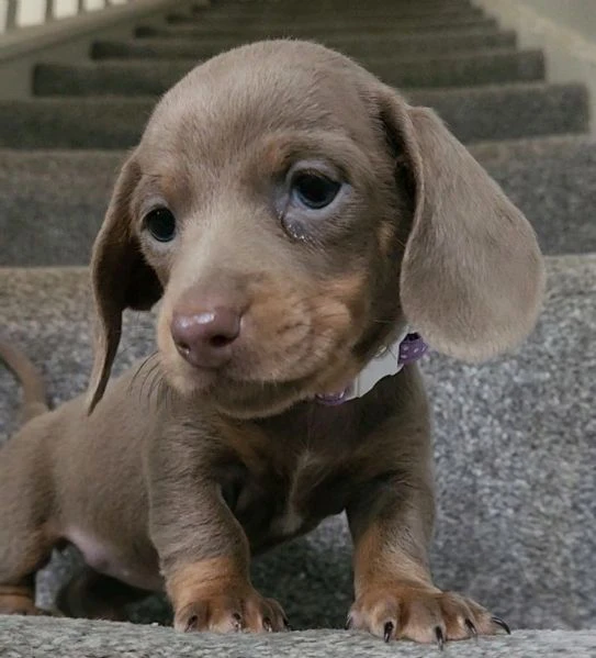 regala i nostri cuccioli di  bassotto maschio e femmina | Foto 2