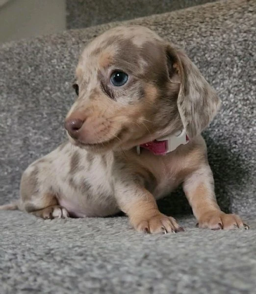 regala i nostri cuccioli di  bassotto maschio e femmina