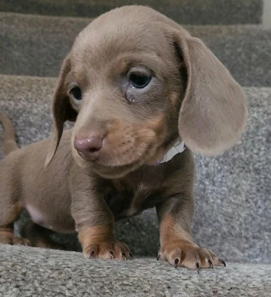 regala i nostri cuccioli di  bassotto maschio e femmina | Foto 1