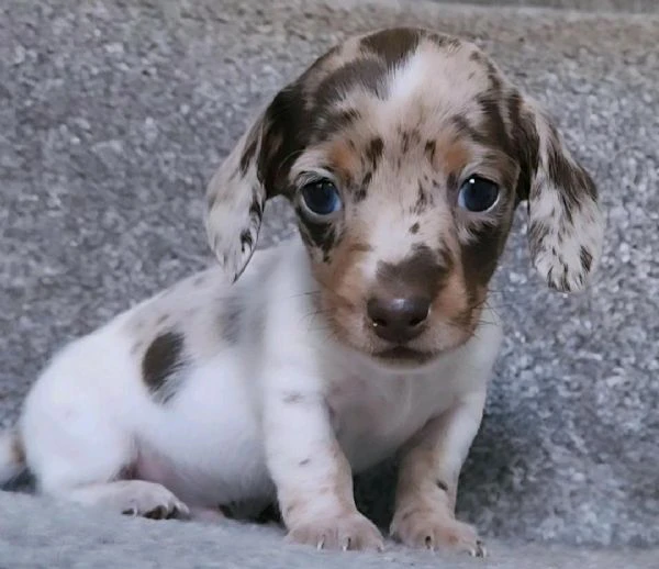 regala i nostri cuccioli di  bassotto maschio e femmina | Foto 0