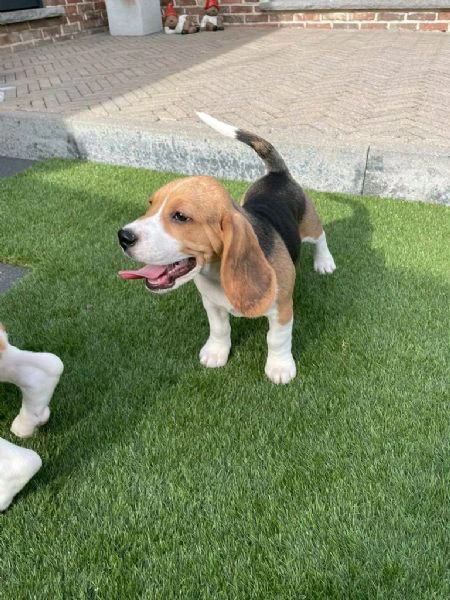 regalo di un beagle maschio e femmina