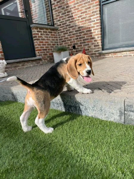 regalo di un beagle maschio e femmina | Foto 1