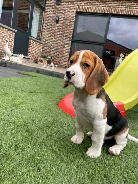 regalo di un beagle maschio e femmina | Foto 0