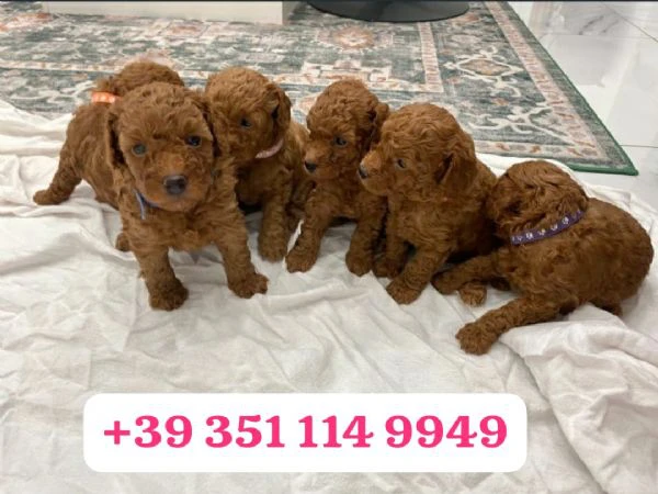 regala un cucciolo di barboncino maschio e uno femmina | Foto 2