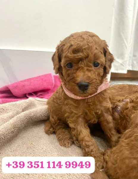 regala un cucciolo di barboncino maschio e uno femmina | Foto 1