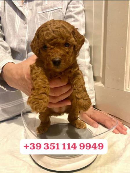 regala un cucciolo di barboncino maschio e uno femmina | Foto 0