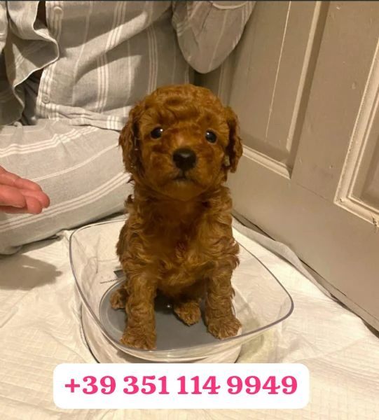 regala un cucciolo di barboncino maschio e uno femmina