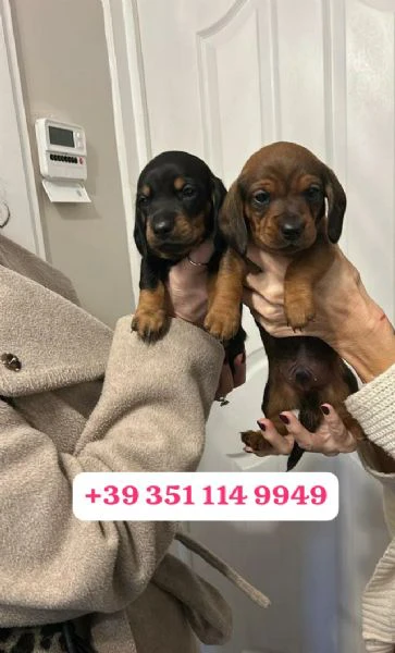 regala un cucciolo di bassotto maschio e uno femmina | Foto 2