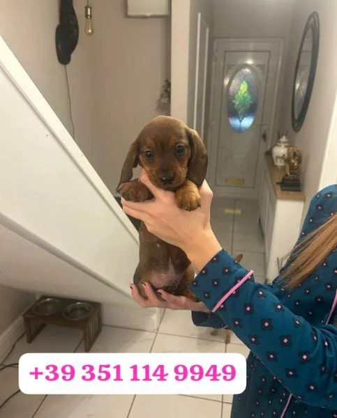 regala un cucciolo di bassotto maschio e uno femmina | Foto 1