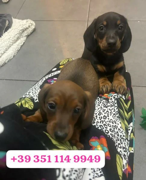 regala un cucciolo di bassotto maschio e uno femmina | Foto 0