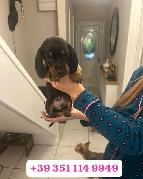 regala un cucciolo di bassotto maschio e uno femmina