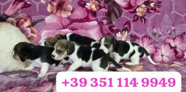 regala un cucciolo di beagle maschio e uno femmina | Foto 2