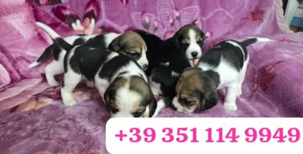 regala un cucciolo di beagle maschio e uno femmina | Foto 1